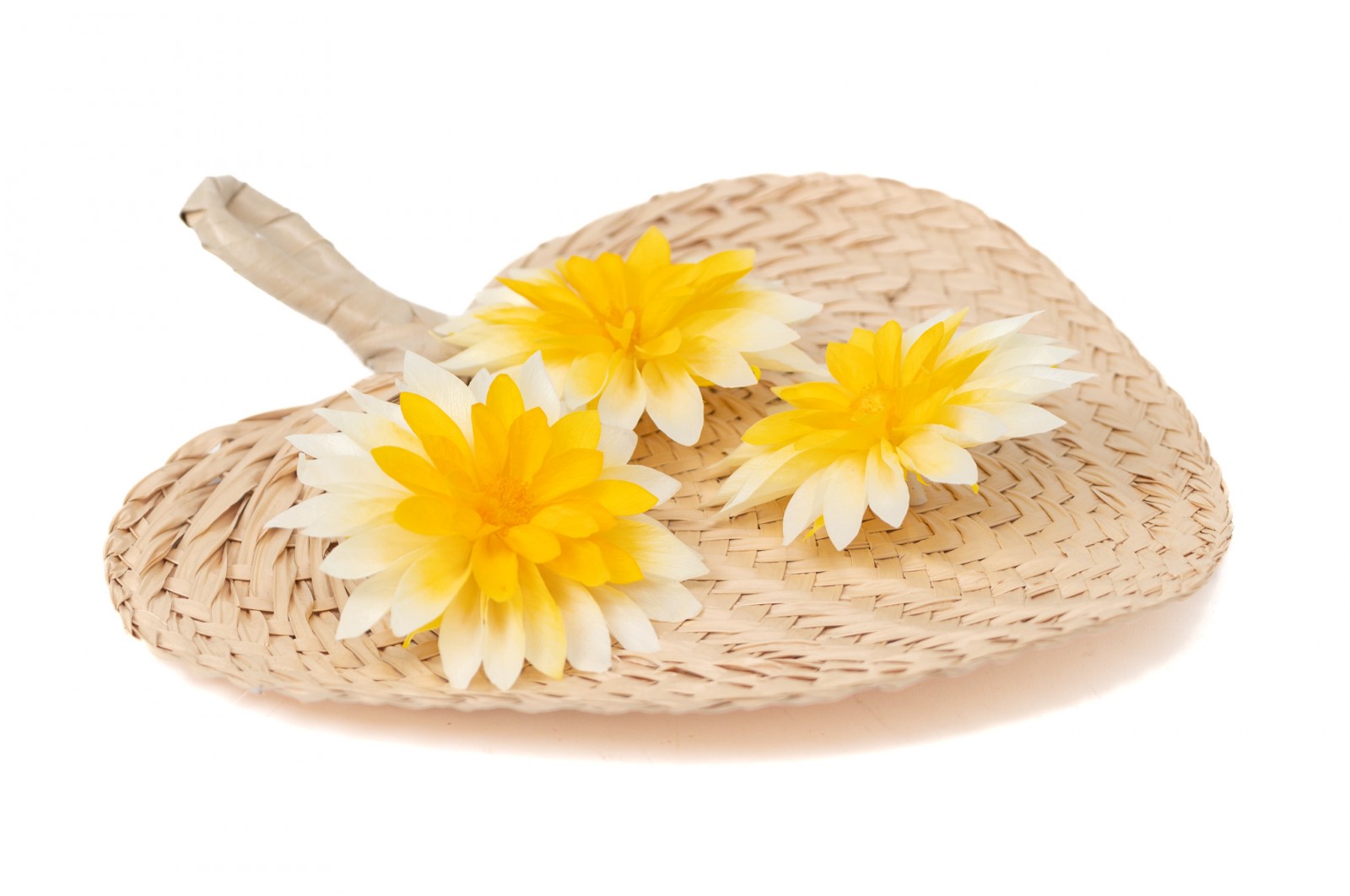 PHOCEALYS│Dahlia stabilisé│vente aux pros│Grossiste