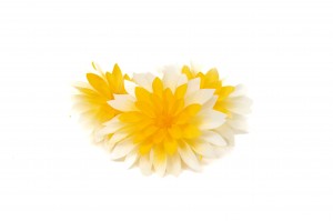 PHOCEALYS│Dahlia stabilisé│vente aux pros│Grossiste