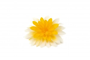 PHOCEALYS│Dahlia stabilisé│vente aux pros│Grossiste