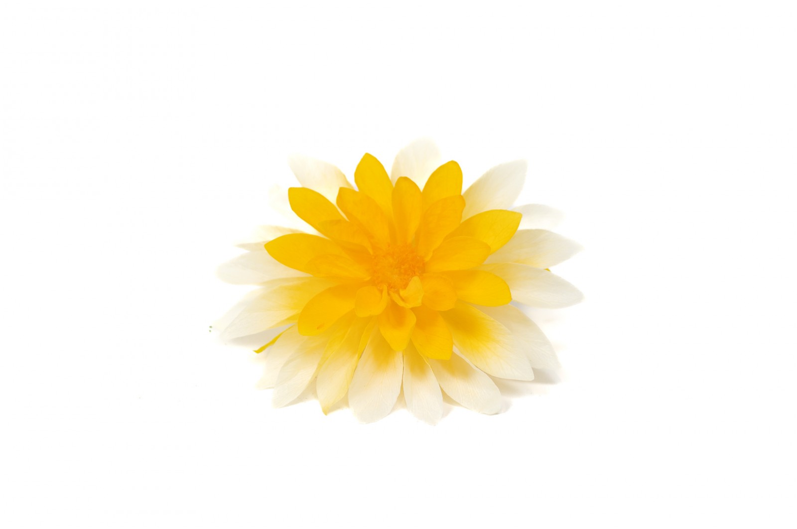 PHOCEALYS│Dahlia stabilisé│vente aux pros│Grossiste