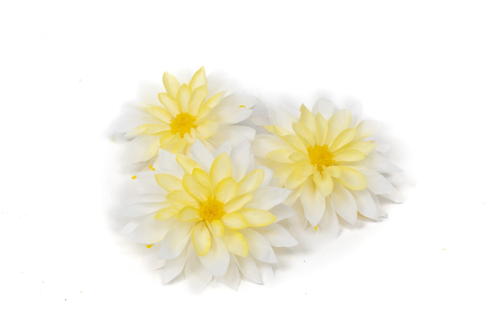 PHOCEALYS│Dahlia stabilisé│vente aux pros│Grossiste