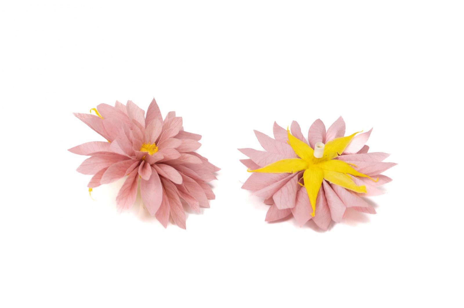 PHOCEALYS│Dahlia stabilisé│vente aux pros│Grossiste