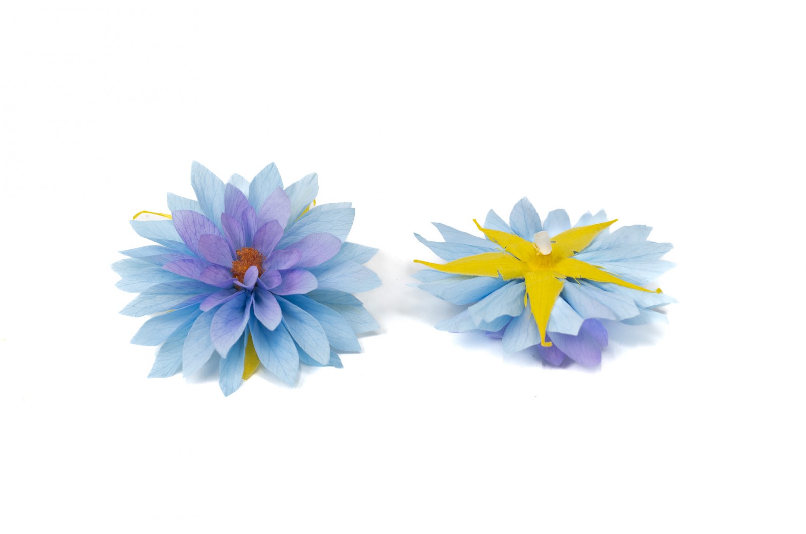PHOCEALYS│Dahlia stabilisé│vente aux pros│Grossiste