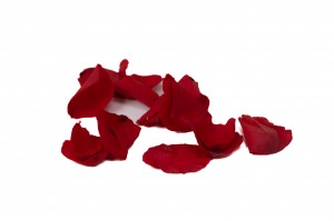 PHOCEALYS│Pétales de rose stabilisées│vente aux pros│Grossiste