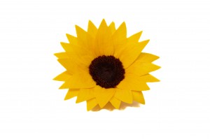PHOCEALYS│Tête de tournesol stabilisée│vente aux pros│Grossiste