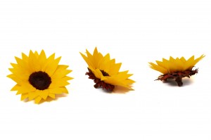 PHOCEALYS│Tête de tournesol stabilisée│vente aux pros│Grossiste
