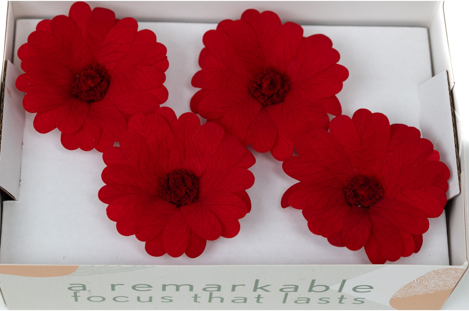 PHOCEALYS│Calendula stabilisé│vente aux pros│Grossiste