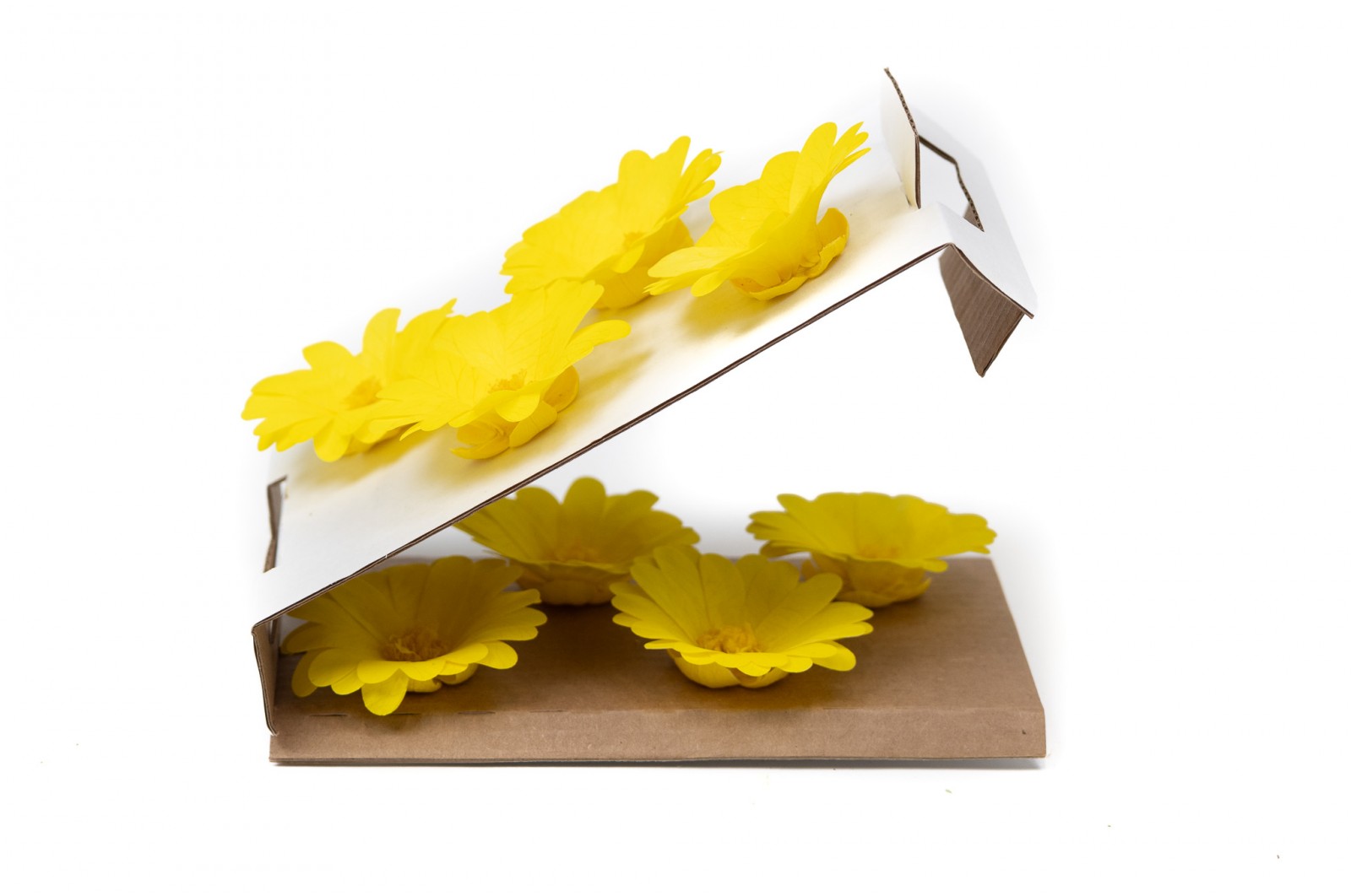 PHOCEALYS│Calendula stabilisé│vente aux pros│Grossiste