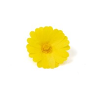 PHOCEALYS│Calendula stabilisé│vente aux pros│Grossiste