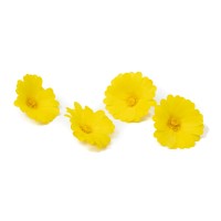 PHOCEALYS│Calendula stabilisé│vente aux pros│Grossiste