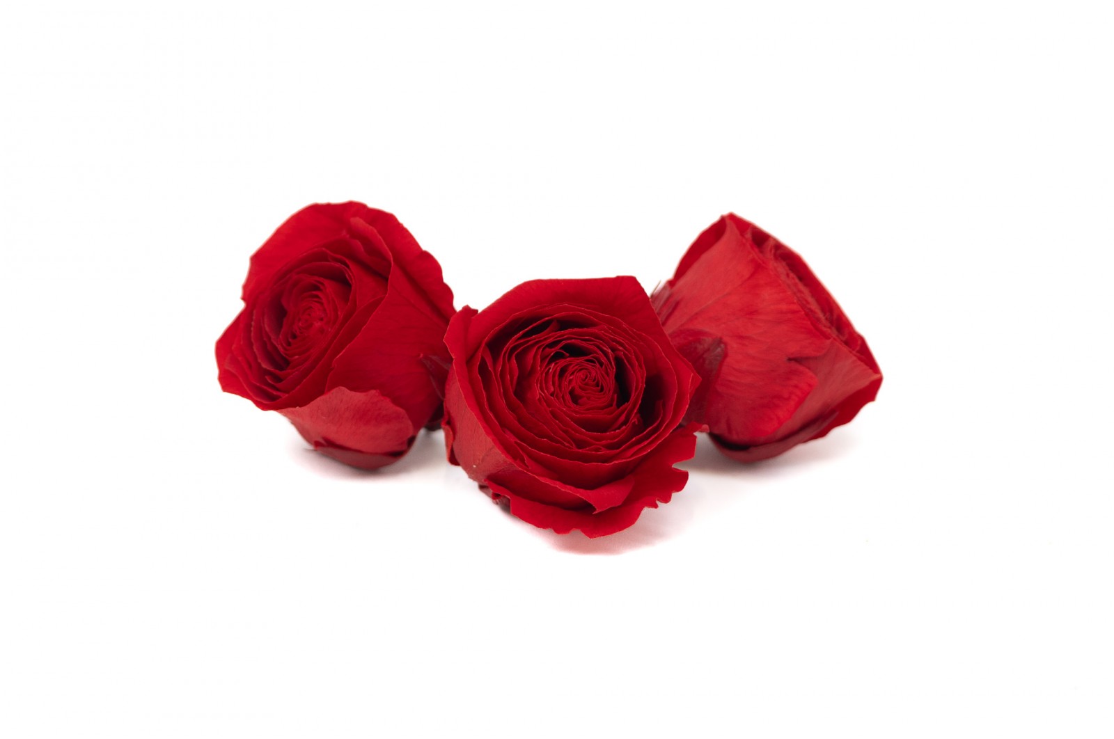 PHOCEALYS │Têtes de roses stabilisées  │vente aux pros│Grossiste