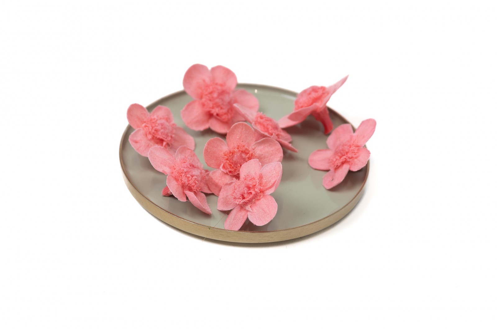 PHOCEALYS│Myosotis stabilisé│vente aux pros│Grossiste