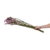 Statice sinuata│vente aux pros│Grossiste en fleurs séchées