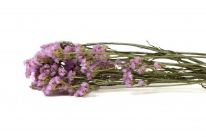 Statice sinuata│vente aux pros│Grossiste en fleurs séchées