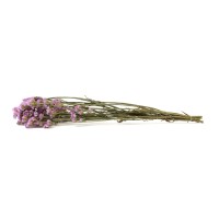 Statice sinuata│vente aux pros│Grossiste en fleurs séchées