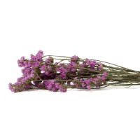 Statice sinuata│vente aux pros│Grossiste en fleurs séchées
