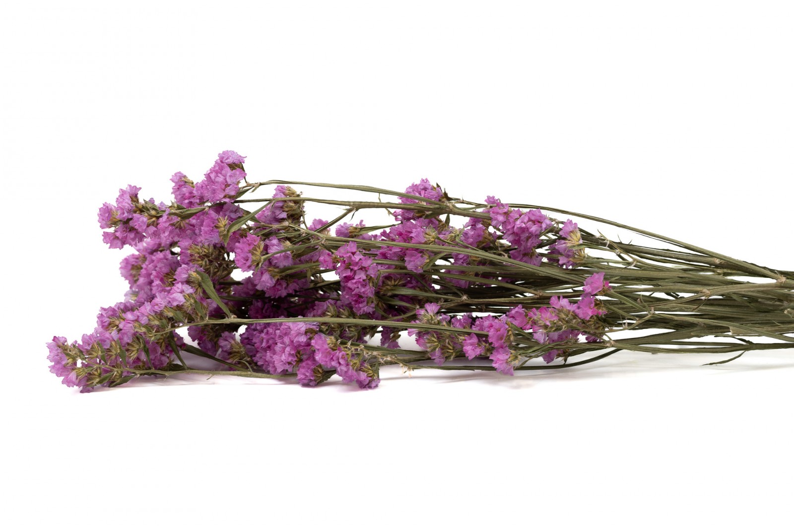 Statice sinuata│vente aux pros│Grossiste en fleurs séchées