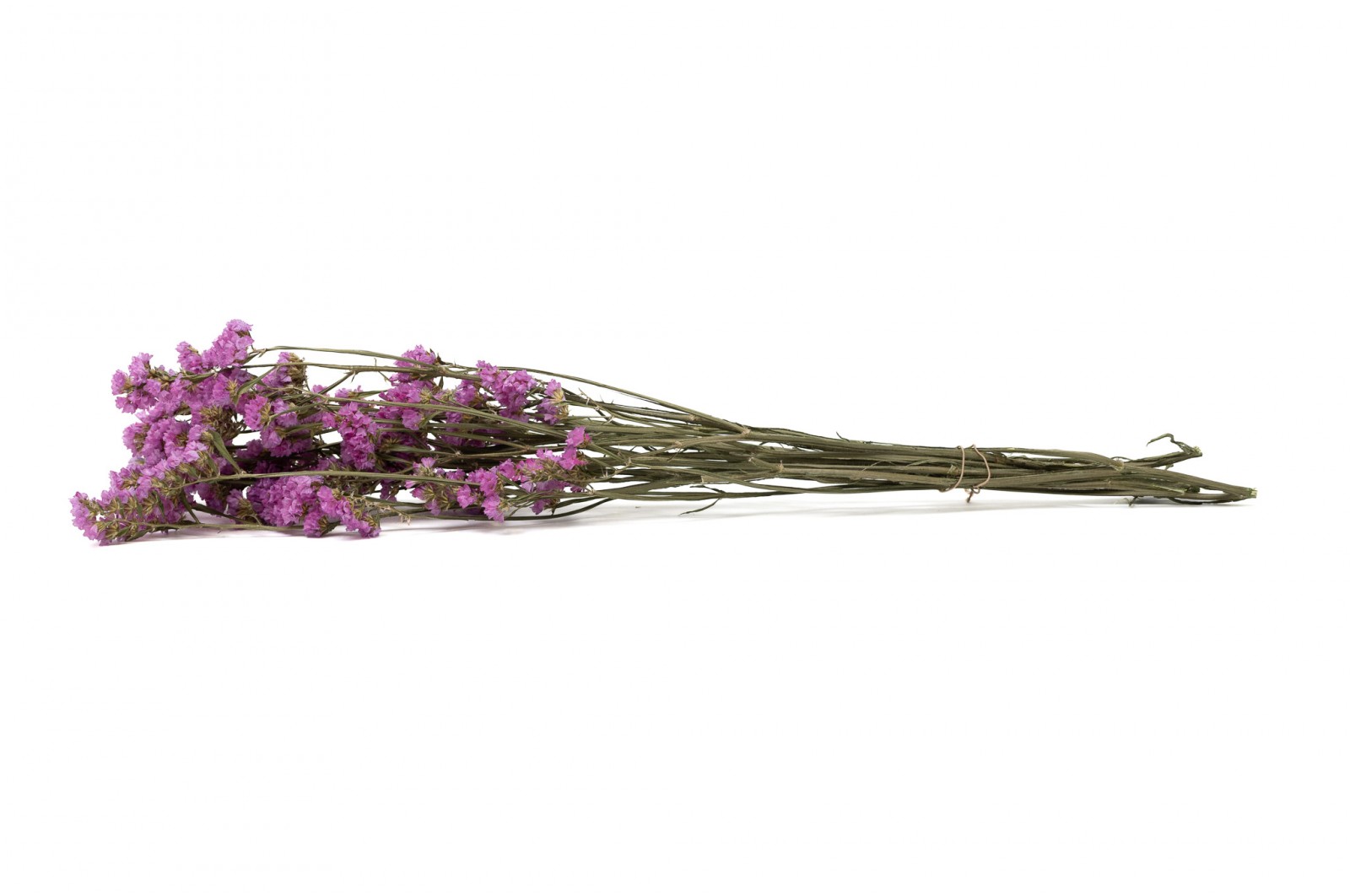 Statice sinuata│vente aux pros│Grossiste en fleurs séchées