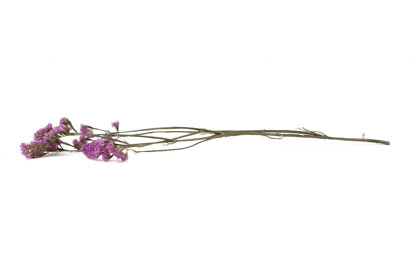 Statice sinuata│vente aux pros│Grossiste en fleurs séchées
