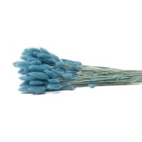 PHOCEALYS │Lagurus sec │vente aux pros│Grossiste en fleurs séchées