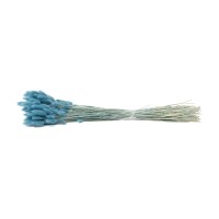PHOCEALYS │Lagurus sec │vente aux pros│Grossiste en fleurs séchées