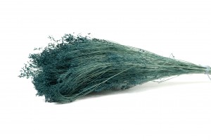 PHOCEALYS │Broom bloom sec│vente aux pros│Grossiste en fleurs séchées