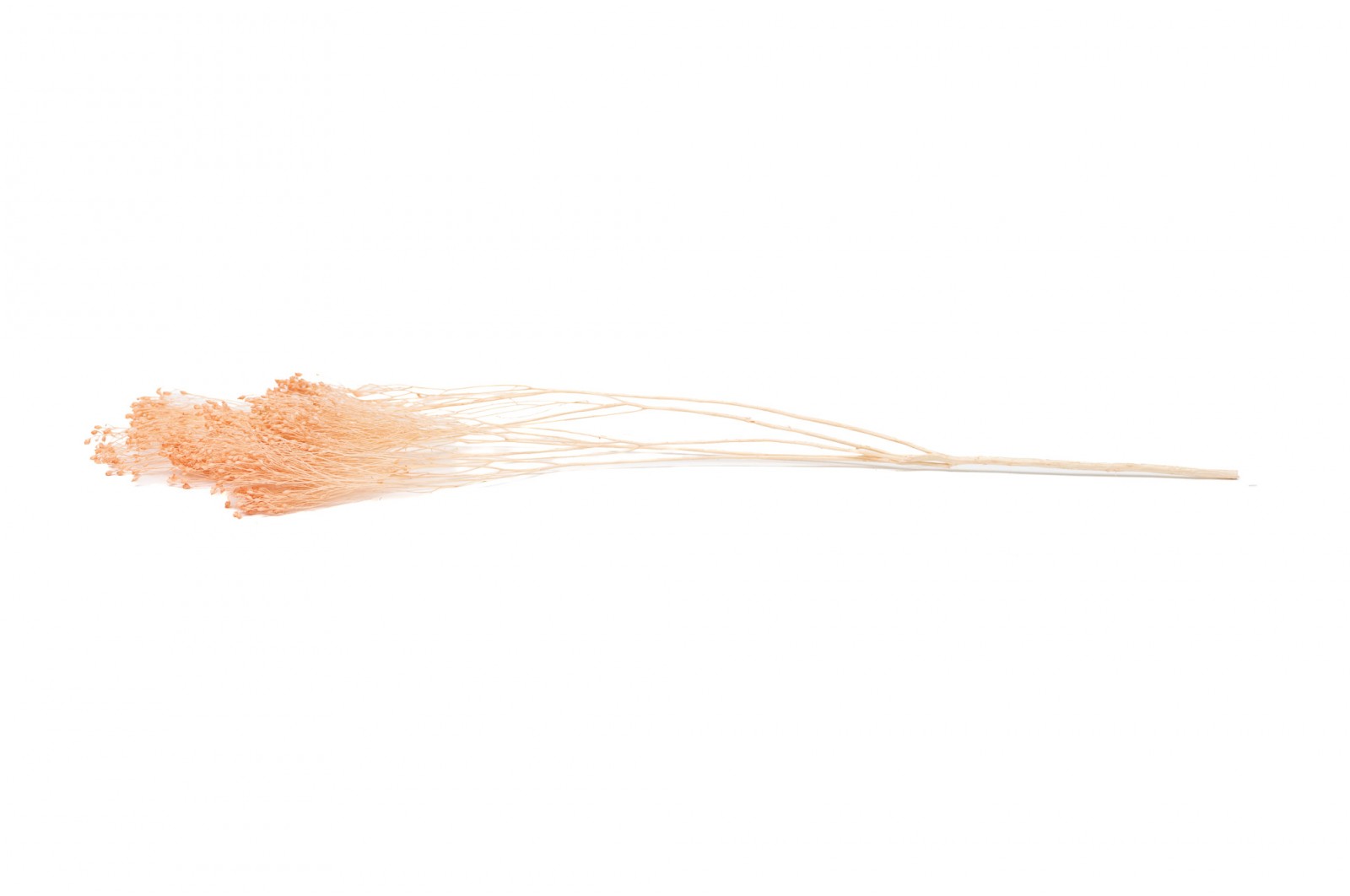 PHOCEALYS │Broom bloom sec│vente aux pros│Grossiste en fleurs séchées