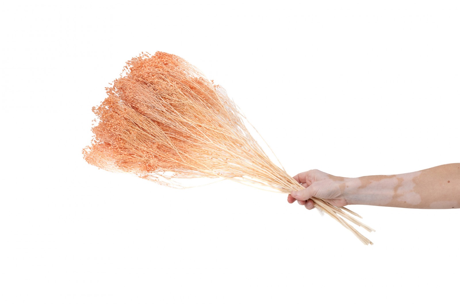 PHOCEALYS │Broom bloom sec│vente aux pros│Grossiste en fleurs séchées