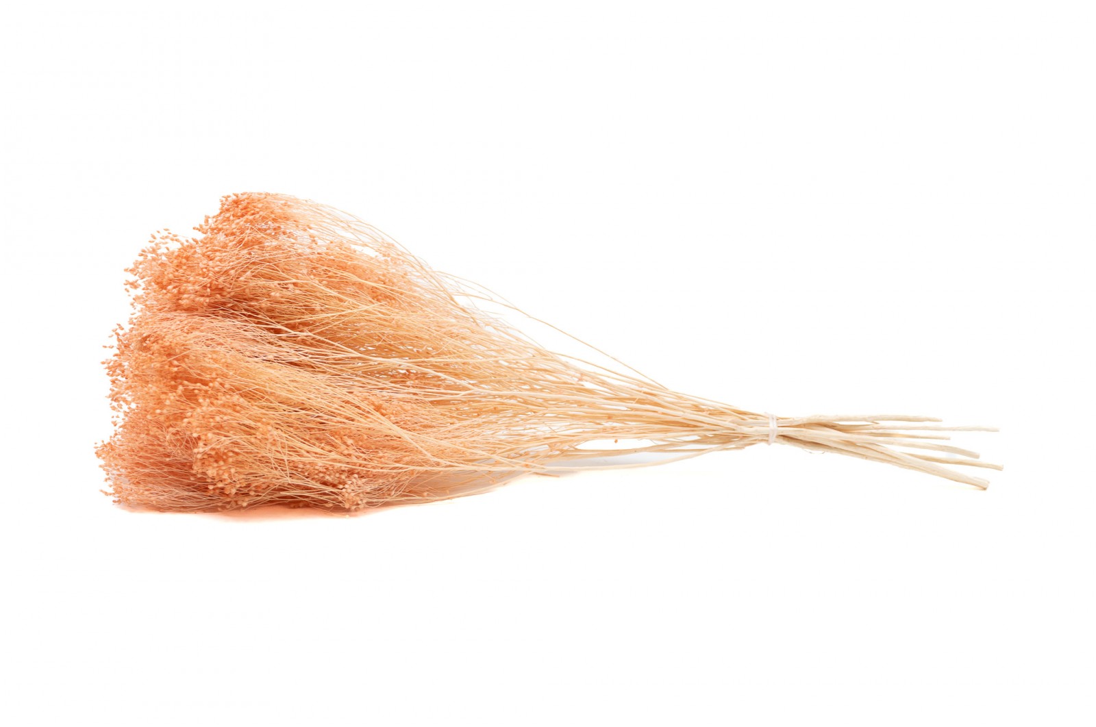 PHOCEALYS │Broom bloom sec│vente aux pros│Grossiste en fleurs séchées