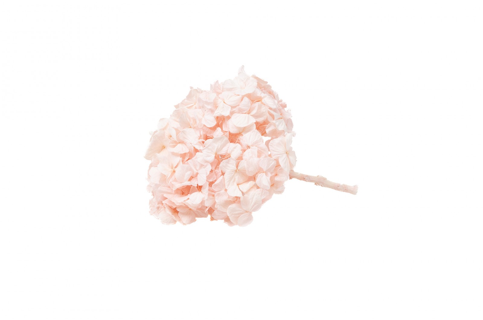 PHOCEALYS│Hortensia Kiara stabilisé Ø 14-20 cm│vente aux pros│Grossiste en végétaux stabilisées