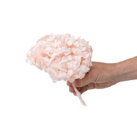 PHOCEALYS│Hortensia Kiara stabilisé Ø 14-20 cm│vente aux pros│Grossiste en végétaux stabilisées