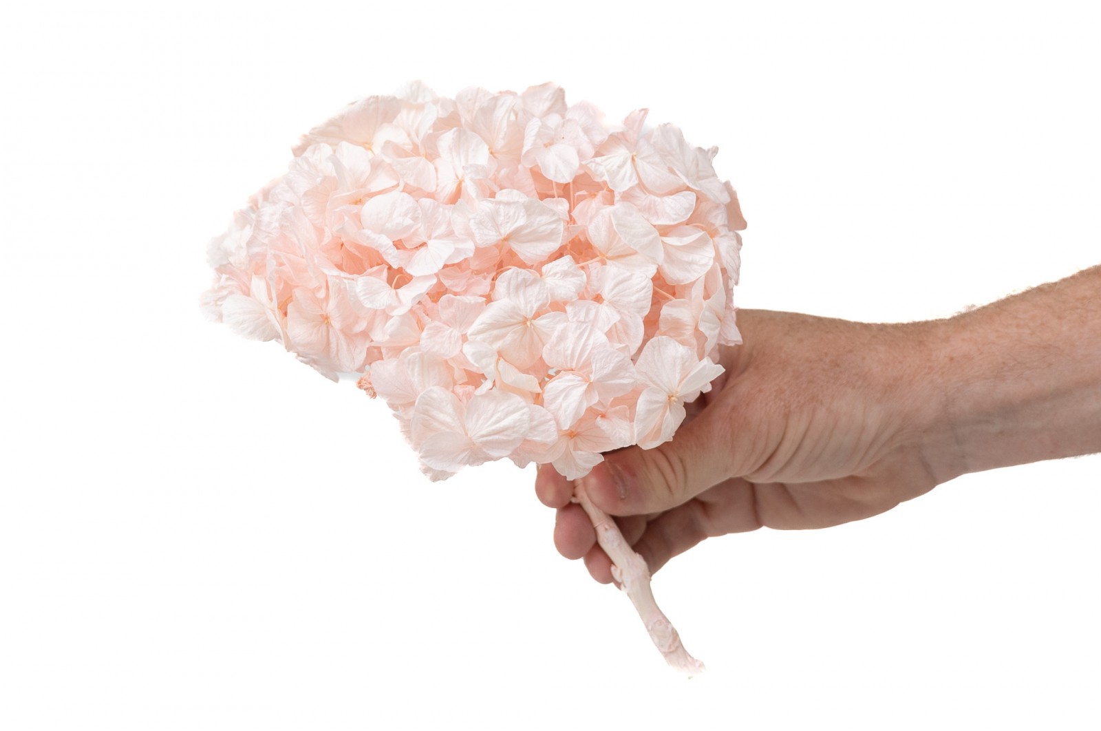 PHOCEALYS│Hortensia Kiara stabilisé Ø 14-20 cm│vente aux pros│Grossiste en végétaux stabilisées