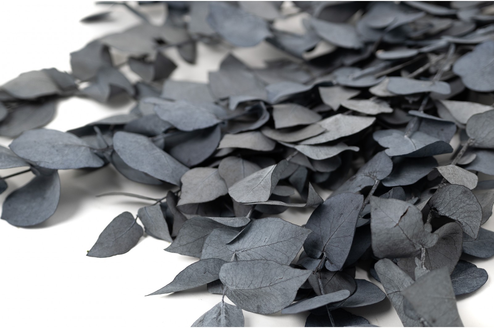 Eucalyptus stuartiana stabilisé │vente aux pros│Grossiste