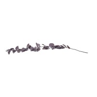 Eucalyptus stuartiana stabilisé │vente aux pros│Grossiste