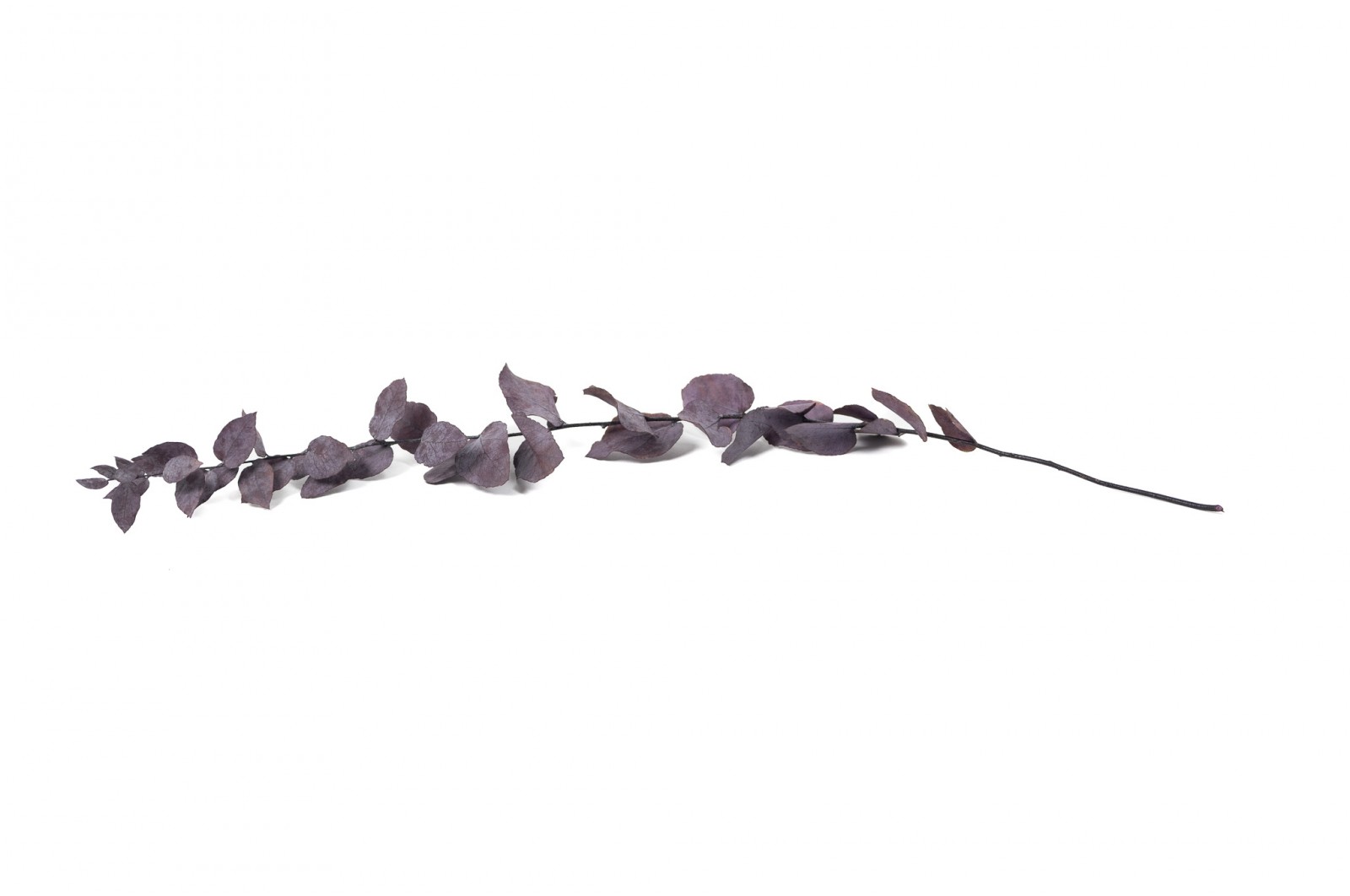 Eucalyptus stuartiana stabilisé │vente aux pros│Grossiste