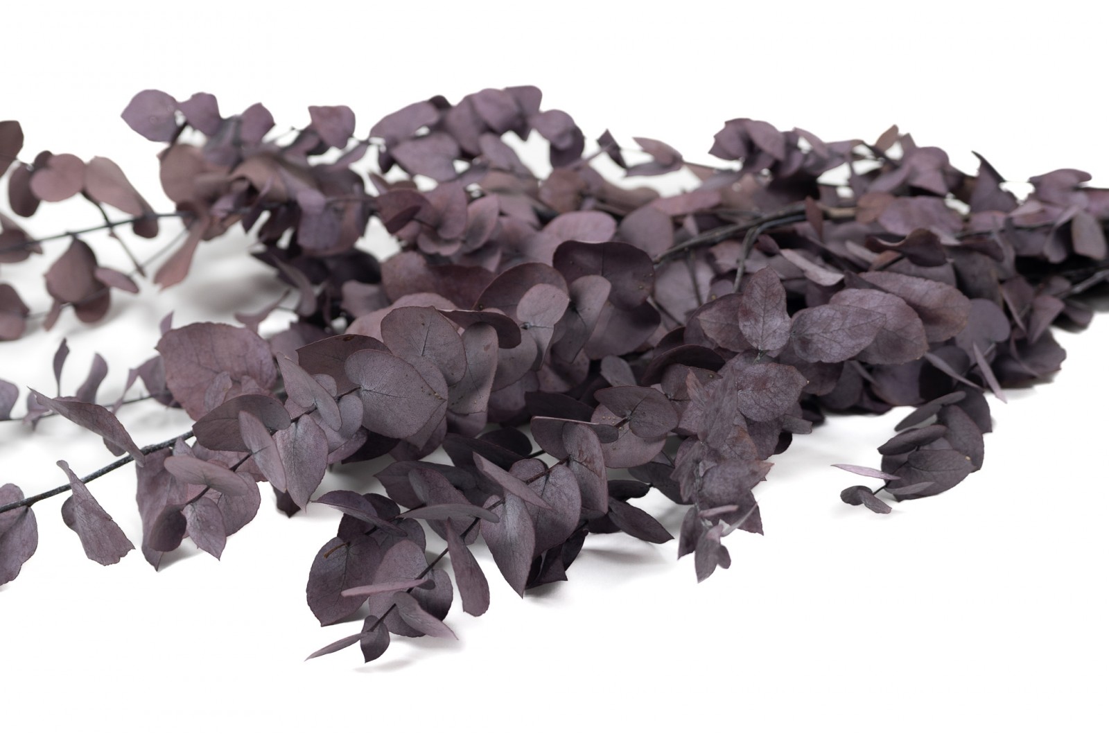Eucalyptus stuartiana stabilisé │vente aux pros│Grossiste