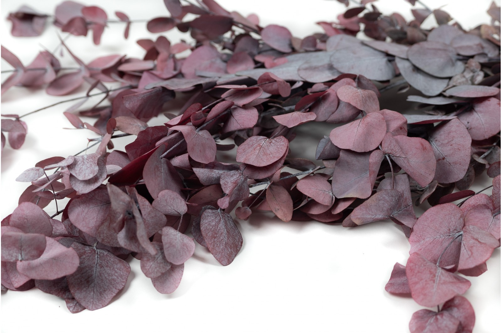Eucalyptus cinerea stabilisé │vente aux pros│Grossiste