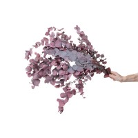 Eucalyptus cinerea stabilisé │vente aux pros│Grossiste