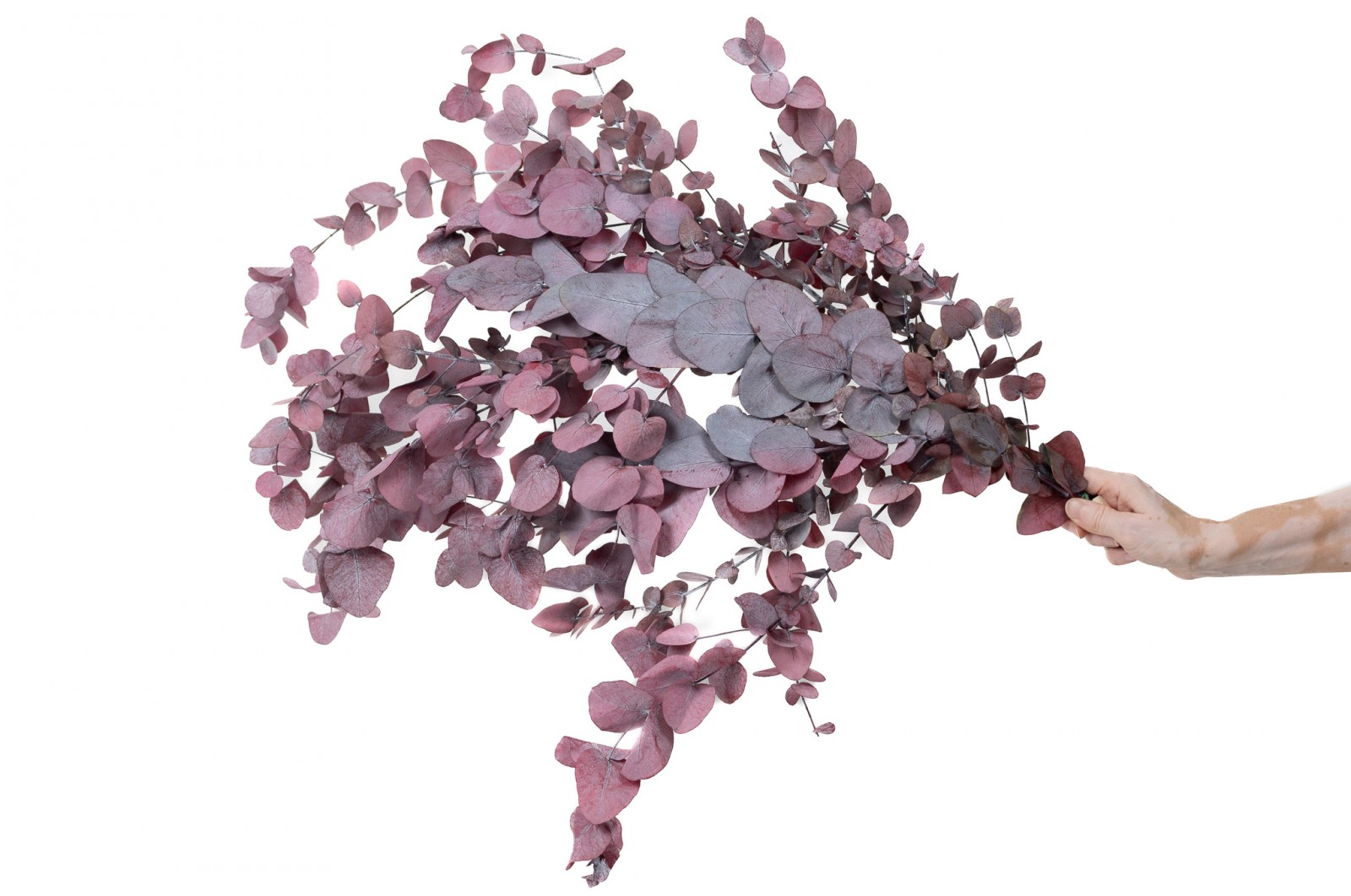 Eucalyptus cinerea stabilisé │vente aux pros│Grossiste