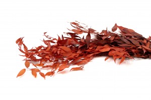 PHOCEALYS │Ruscus stabilisé│vente aux pros│Grossiste