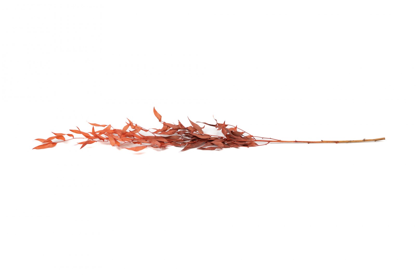 PHOCEALYS │Ruscus stabilisé│vente aux pros│Grossiste