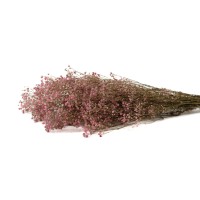 Gypsophile stabilisé│vente aux pros│Grossiste en végétaux stabilisés