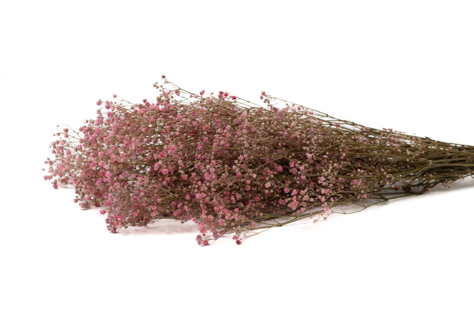 Gypsophile stabilisé│vente aux pros│Grossiste en végétaux stabilisés