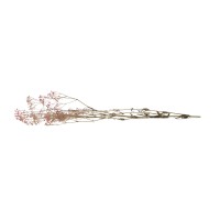 Gypsophile stabilisé│vente aux pros│Grossiste en végétaux stabilisés