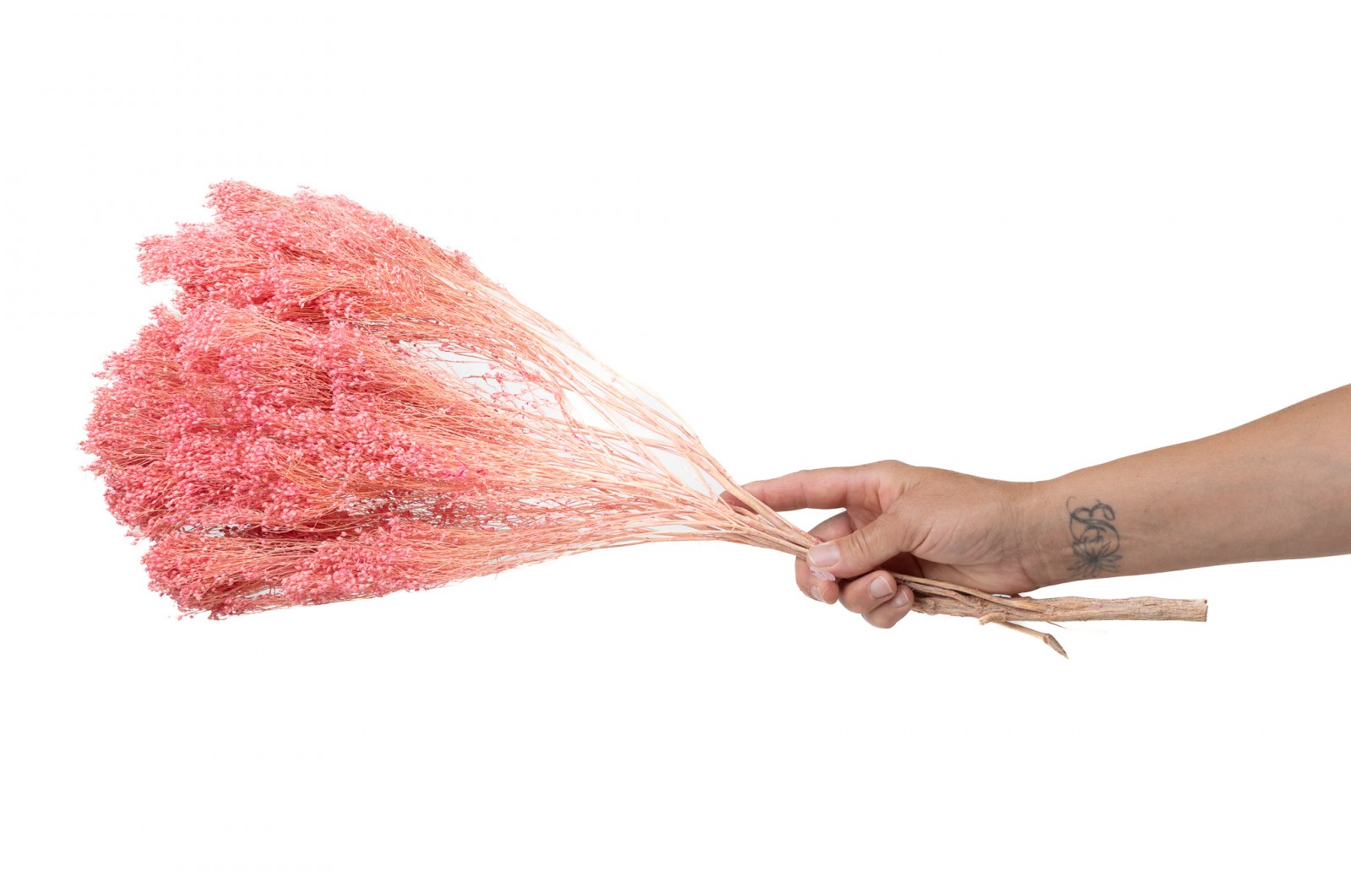 Broom bloom sec│vente aux pros│Grossiste en fleurs séchées