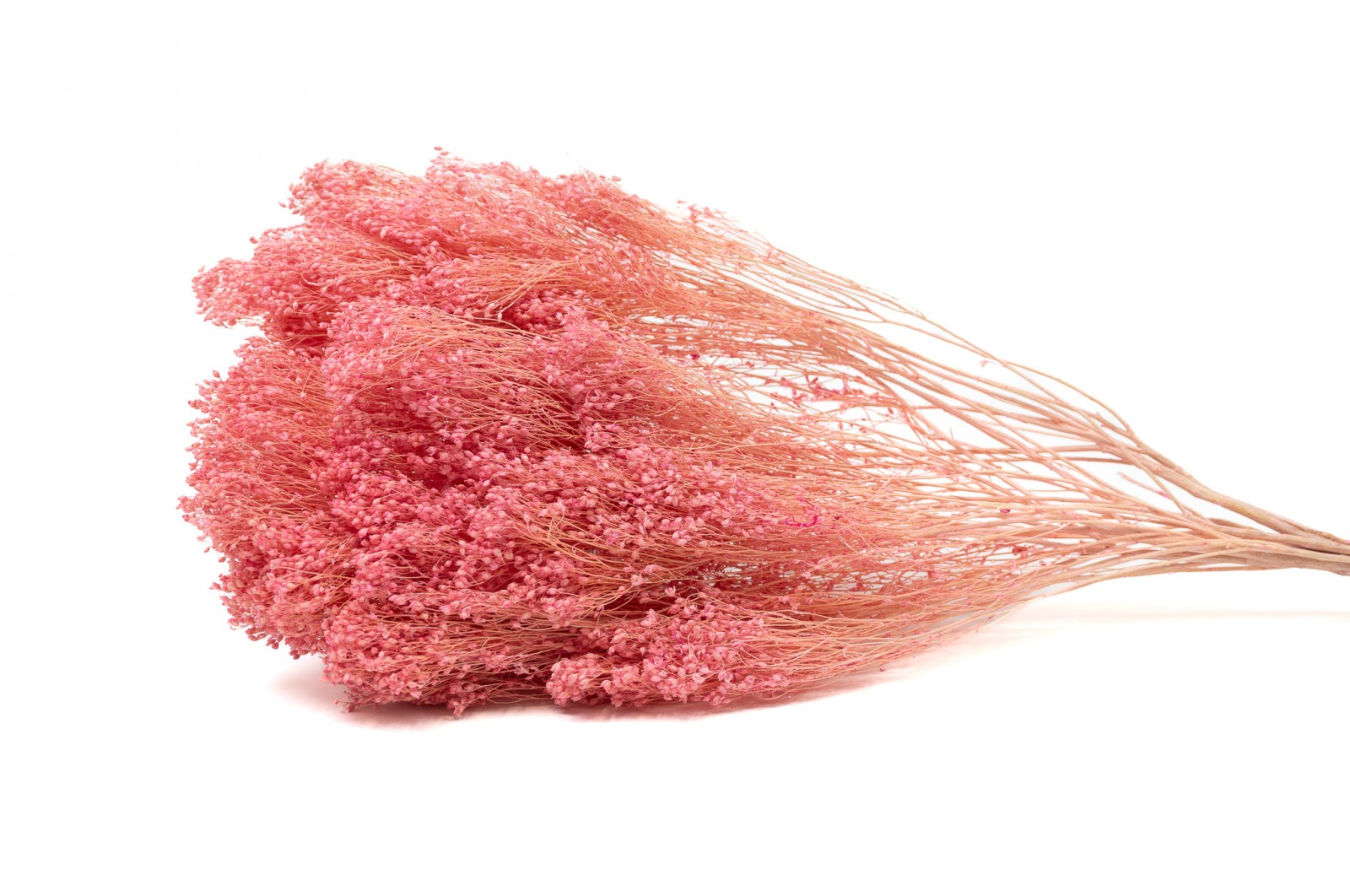 Broom bloom sec│vente aux pros│Grossiste en fleurs séchées