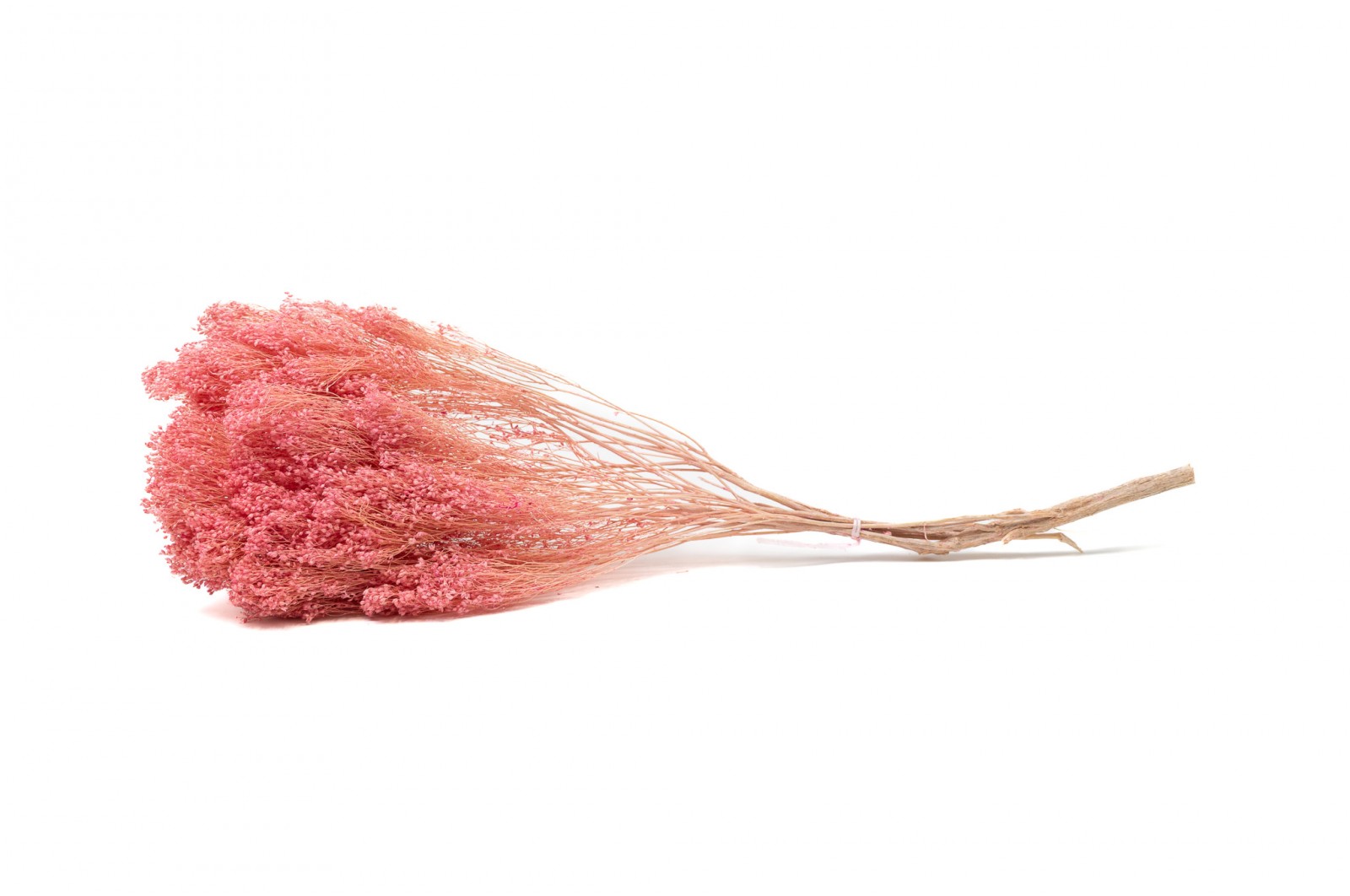 Broom bloom sec│vente aux pros│Grossiste en fleurs séchées
