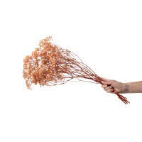 PHOCEALYS │Gypsophile stabilisé│vente aux pros│Grossiste