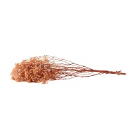 PHOCEALYS │Gypsophile stabilisé│vente aux pros│Grossiste