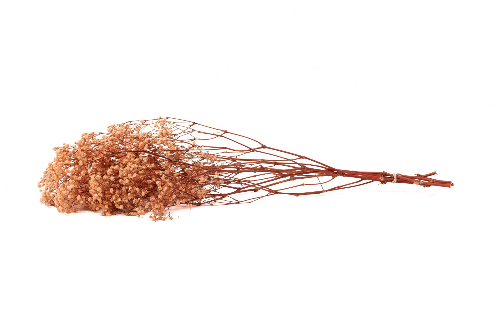 PHOCEALYS │Gypsophile stabilisé│vente aux pros│Grossiste